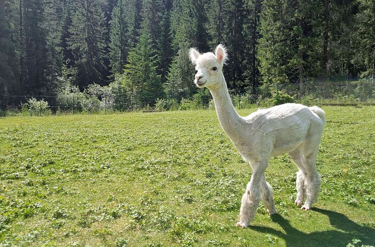 A white alpaca in a green meadow with trees in the background.