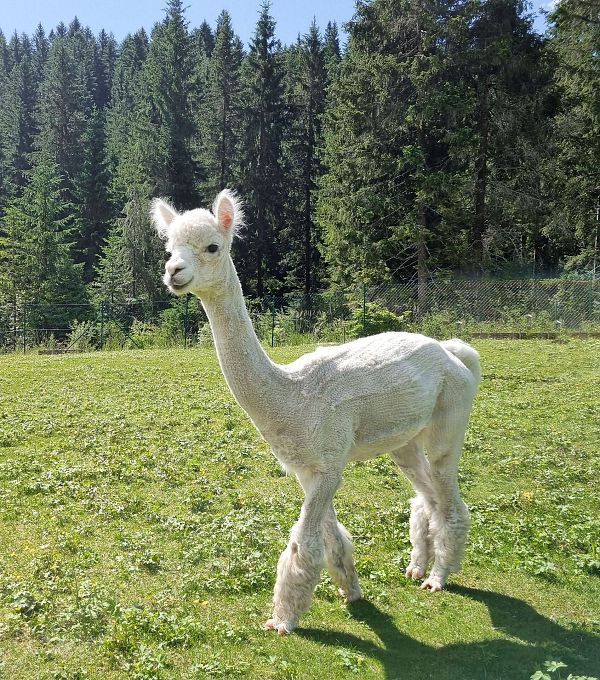 A white alpaca in a green meadow with trees in the background.