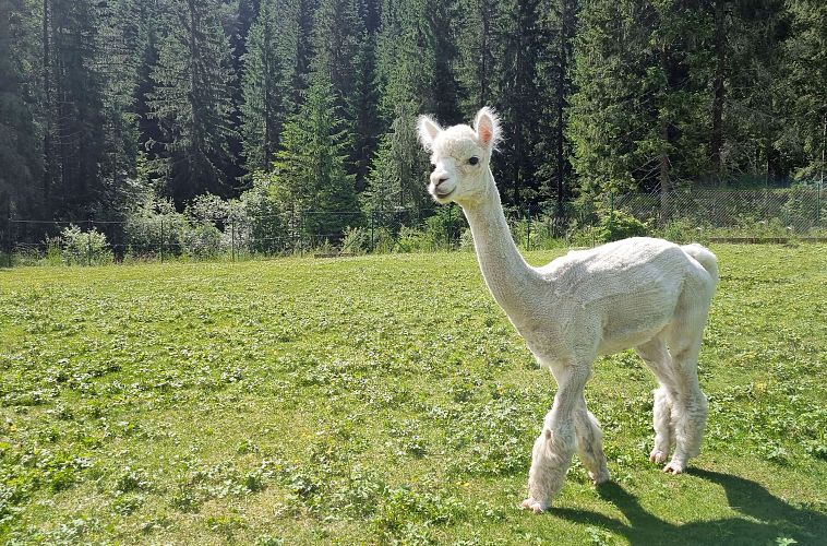 Alpaka Nahaufnahme auf der Weide