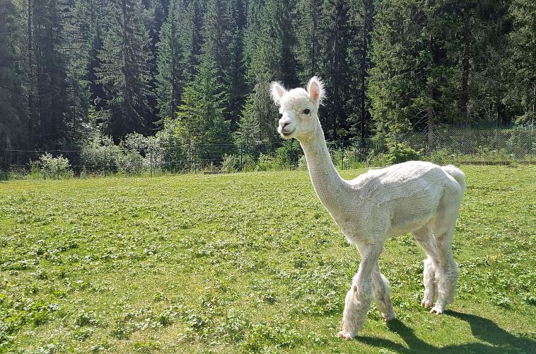 A white alpaca in a green meadow with trees in the background.