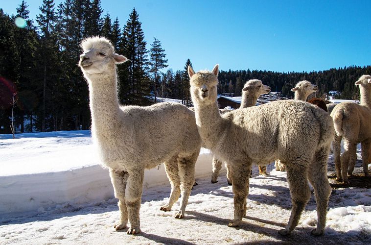 Groep alpaca's in de sneeuw, met twee die naar de camera kijken.