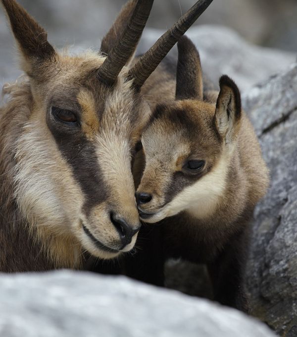 alpenzoo-innsbruck-gaemsen-tirol-werbung-jenewein-markus-innsbruck-1