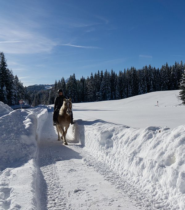 ausritt-am-winterwanderweg-neuleutasch-2