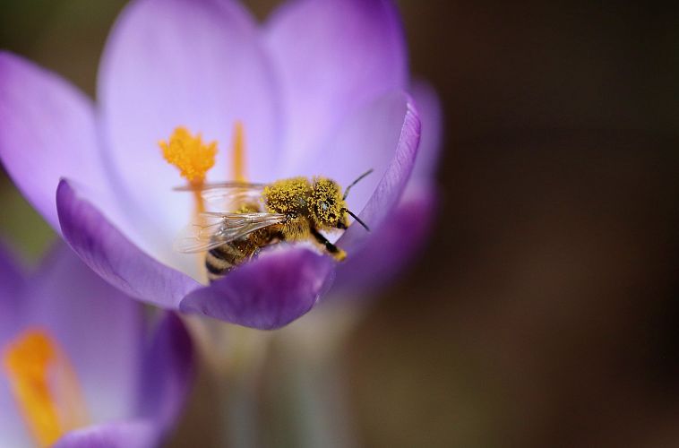 bee-7833738