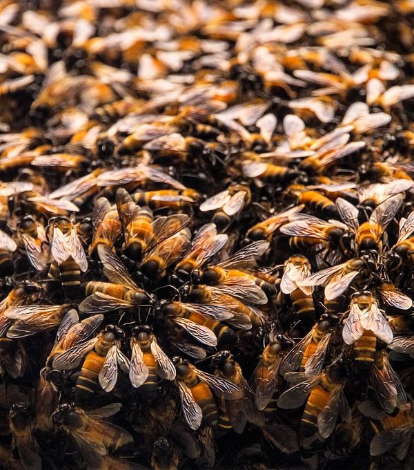 bees-235626-1