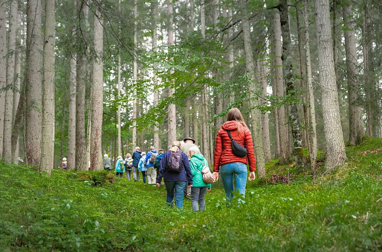 Eine Gruppe von Wanderern im Wald geht zwischen hohen Bäumen.