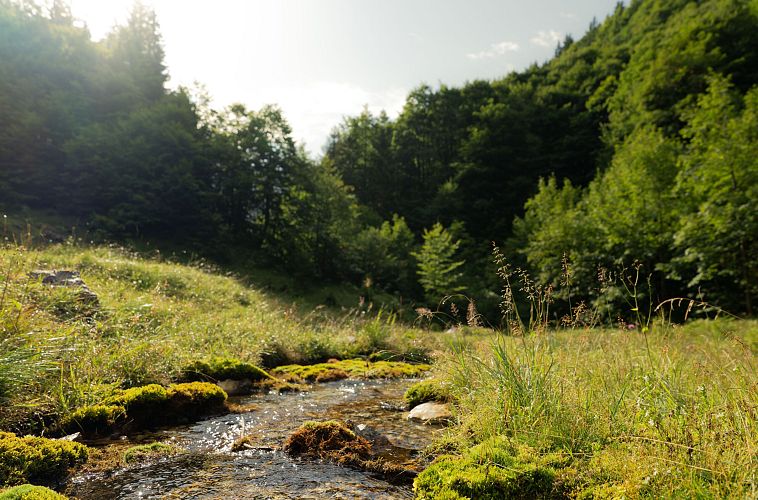 bergleinbach-auf-einer-ebene