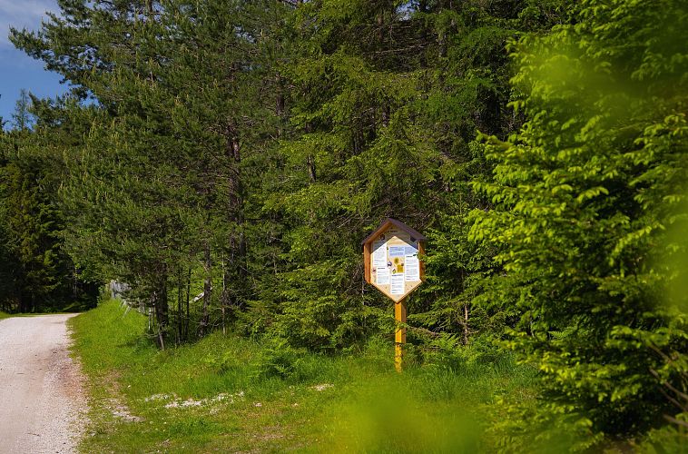 bienenlehrpfad-reith-infotafel-am-weg-mit-verschwommenen-aesten-im-vordergrund