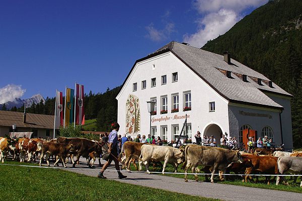 Almabtrieb: Wenn die Kühe wieder nach Hause kommen...