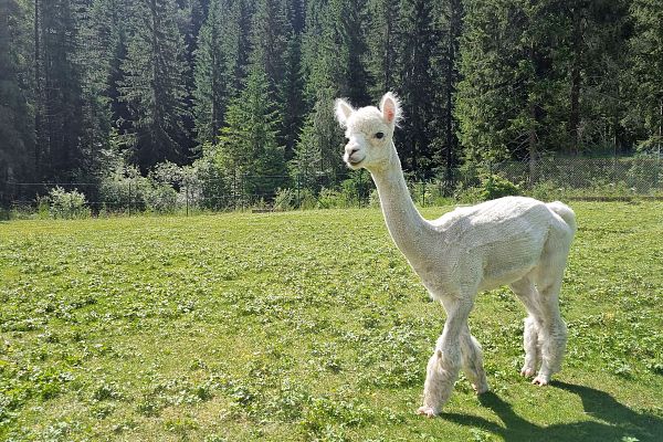 Alpaka Nahaufnahme auf der Weide