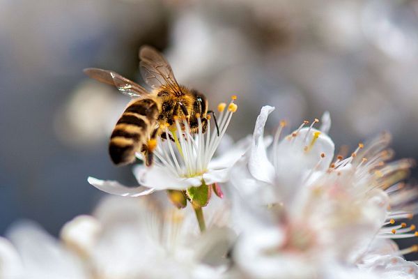 Bauanleitung: Ein Haus für wilde Bienen