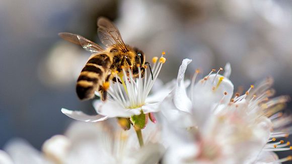 slider-ein-haus-fuer-wilde-bienen