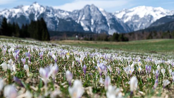 slider-fruehling-2022-seefeld-krokus-blumen-wiese-berg-landschaft-01