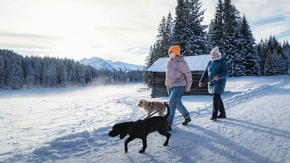 Zwei Personen und zwei Hunde laufen durch eine verschneite Landschaft.