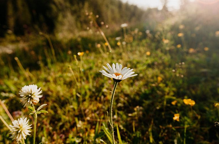 blumenwiese-im-gaistal-leutasch-2-4