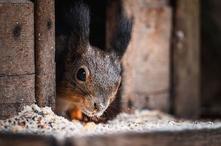 Eichhörnchen guckt aus dem Vogelhäuschen raus