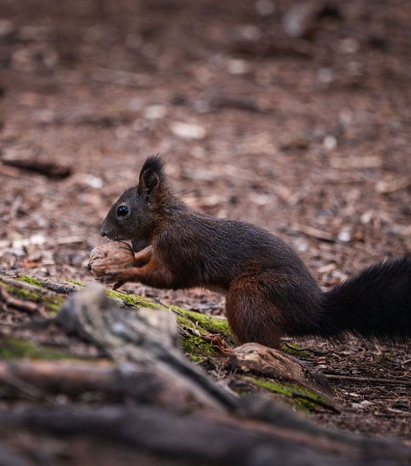 Eichhörnchen mit Nuss