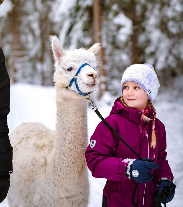 Mädchen mit lila Jacke und weißer Mütze hält Alpaka an Leine im verschneiten Wald. Alpaka-Wanderung in der Region Seefeld.