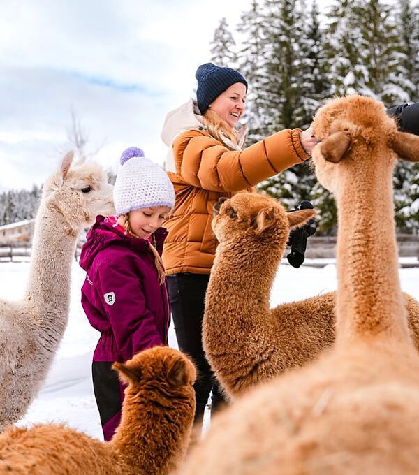 Menschen streicheln Alpakas im Schnee, umgeben von Bäumen. Winter, Tiererlebnis, Freizeit in der Natur.