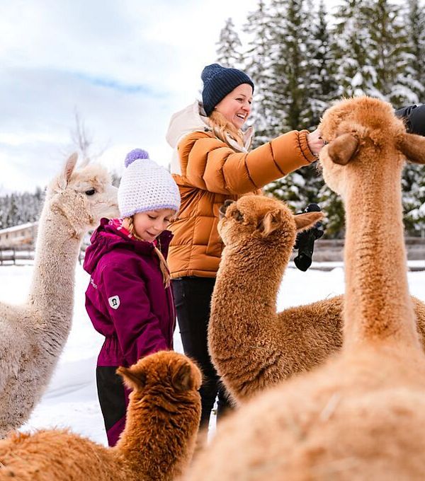 Children interacting with llamas in a snowy setting, surrounded by trees.