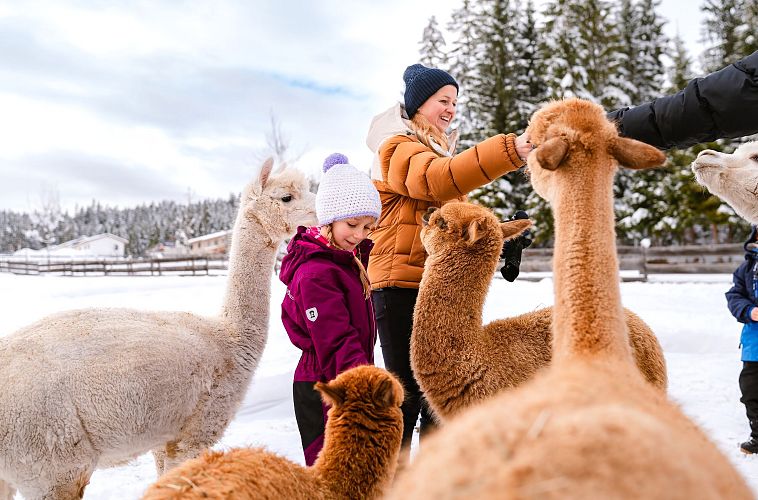 Familien-Winterurlaub in der Region Seefeld - Alpakawanderung (1)