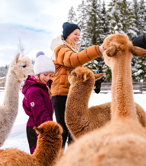 Kinder und Erwachsene streicheln Alpakas in einer verschneiten Umgebung.