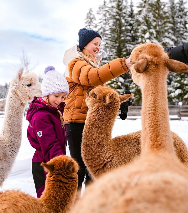 Kinder und Erwachsene streicheln Alpakas in einer verschneiten Umgebung.