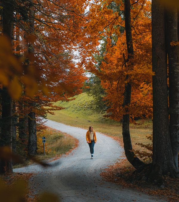 Herbst in der Region Seefeld - Wanderin am Gschwandtkopf im goldenen Buchenwald - Seefeld (Edit 1)