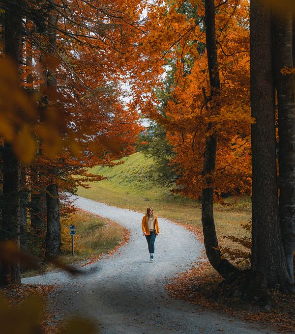 Herbst in der Region Seefeld - Wanderin am Gschwandtkopf im goldenen Buchenwald - Seefeld (Edit 1)