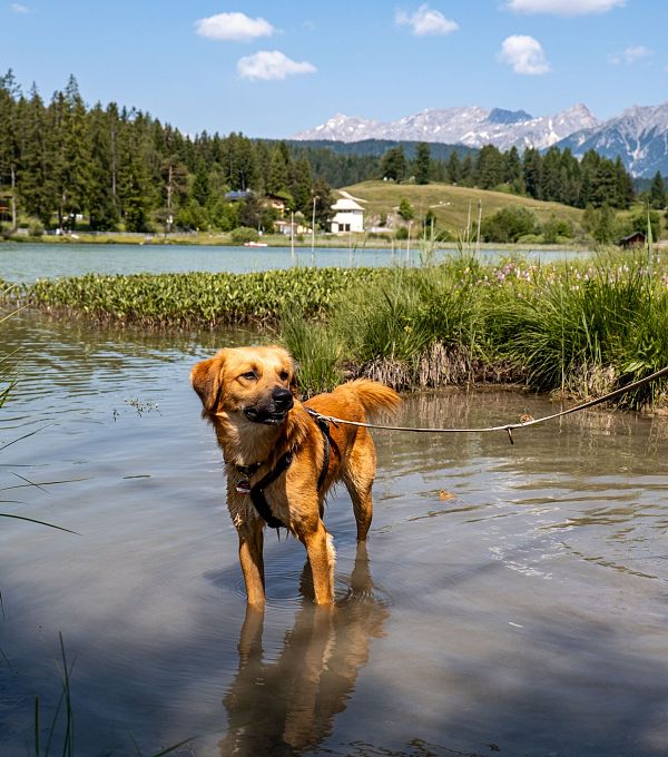 hund-am-wildsee-in-seefeld-sommer-1