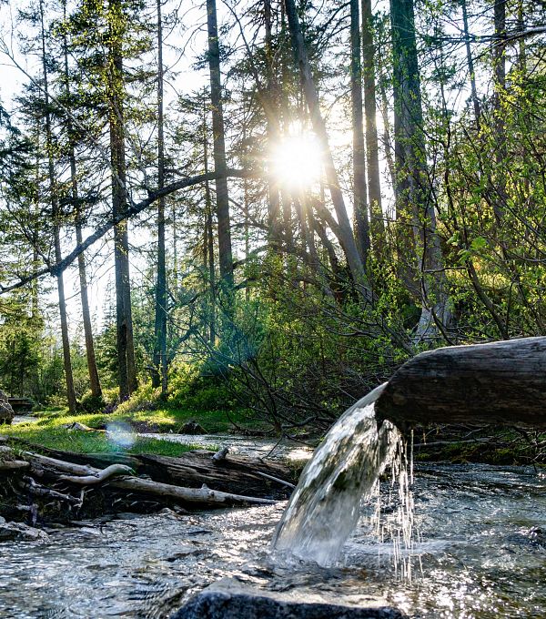 Ein Wasserlauf in einem Wald, umgeben von Bäumen und Sonnenschein.
