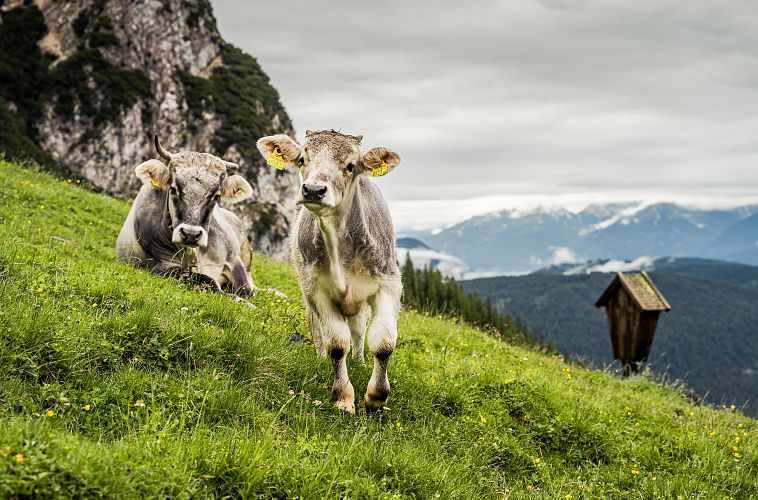kuh-und-kalb-oberhalb-von-der-wangalm-im-gaistal-bei-leutasch-13