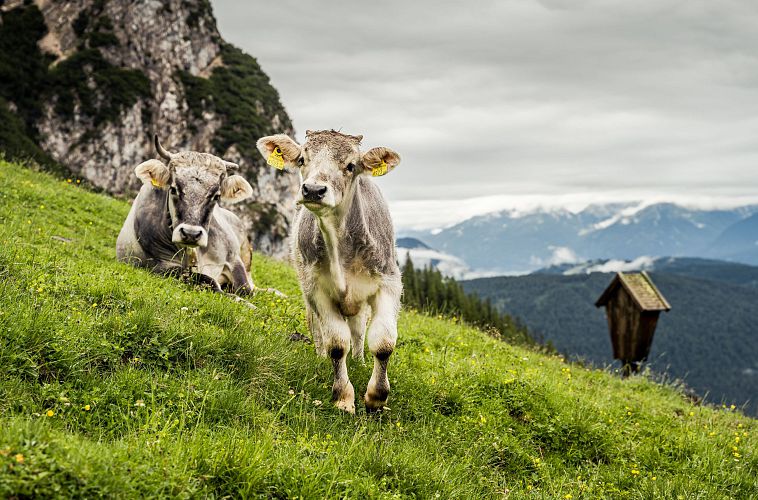 Kuh und Kalb oberhalb von der Wangalm im Gaistal bei Leutasch