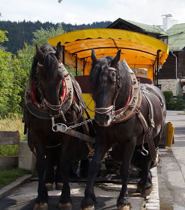 Kutsche am Fiakerplatz - Seefeld (2)