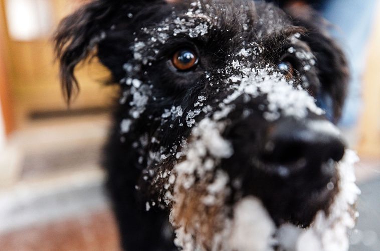 Schwarzer Hund mit schneebedecktem Gesicht schaut neugierig in die Kamera.