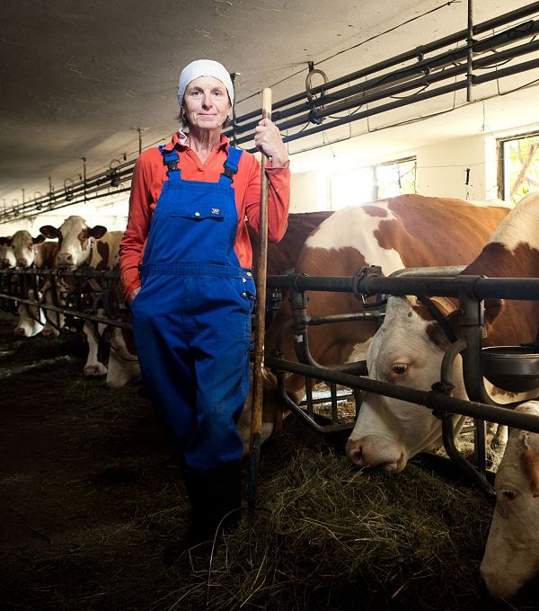 A farmer stands next to cows in a barn, highlighting farm life and livestock care.