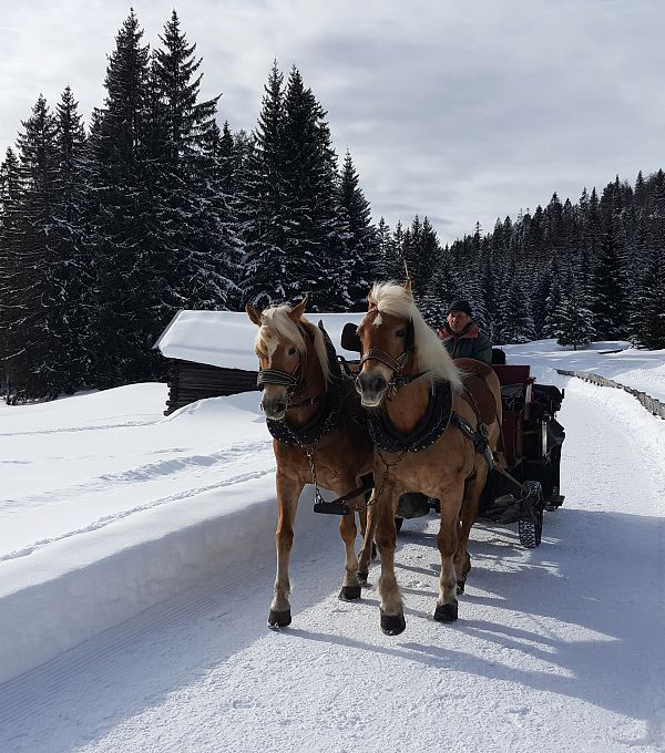 pferdeschlitten-bei-wildmoos-im-winter-12