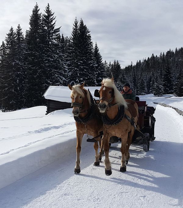 pferdeschlitten-bei-wildmoos-im-winter-16