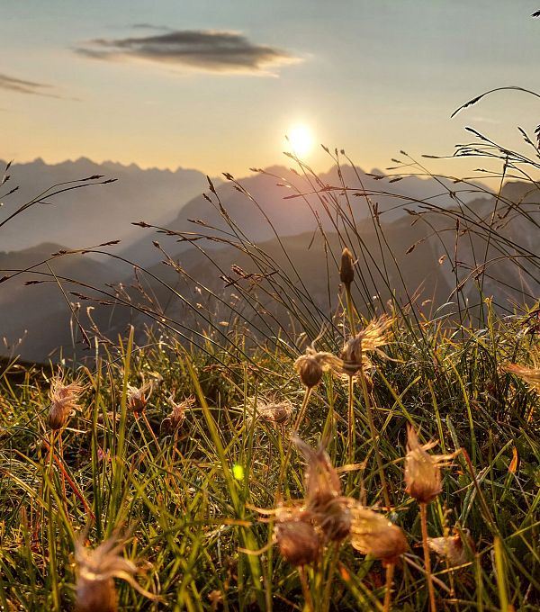 sonnenaufgang-auf-dem-seefelder-joch-mit-blumen-3