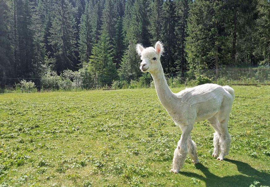 A white alpaca in a green meadow with trees in the background.
