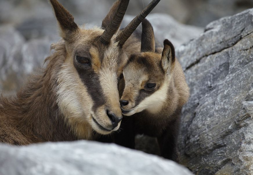 A baby chamois cuddles with an adult chamois among the rocks.