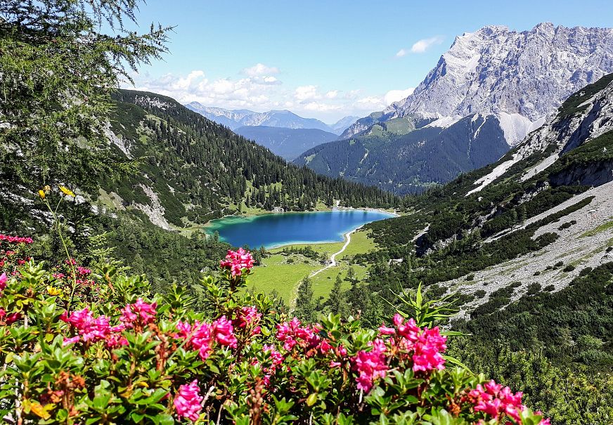 Blick auf den Seebensee mit Almrosen - Leutasch