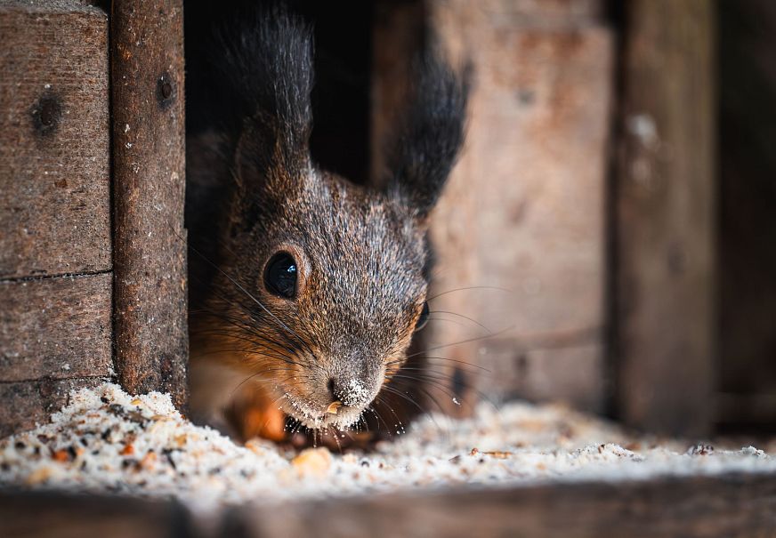 Eichhörnchen guckt aus dem Vogelhäuschen raus