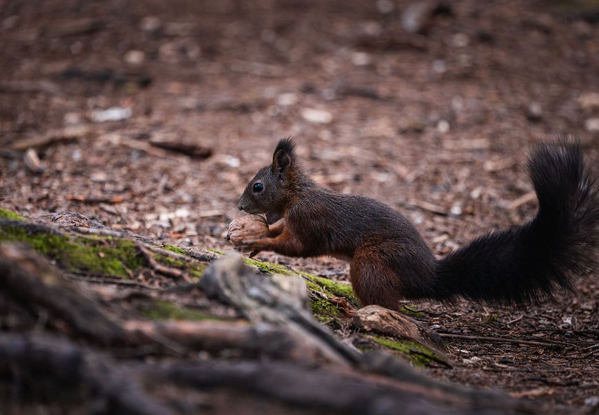 Eichhörnchen mit Nuss