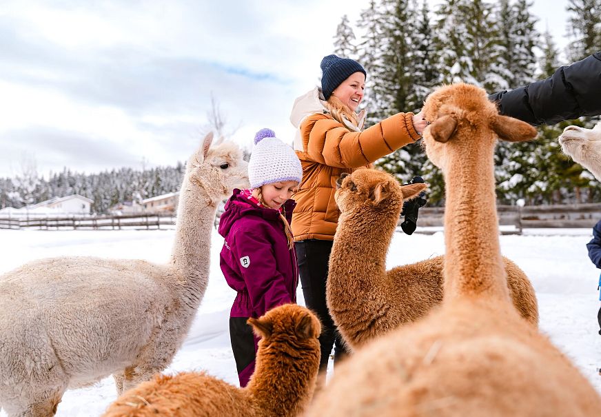 Kinder und Erwachsene streicheln Alpakas in einer verschneiten Umgebung.