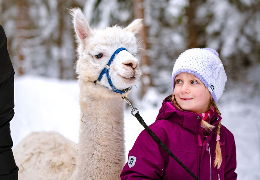 Mädchen mit lila Jacke und weißer Mütze hält Alpaka an Leine im verschneiten Wald. Alpaka-Wanderung in der Region Seefeld.