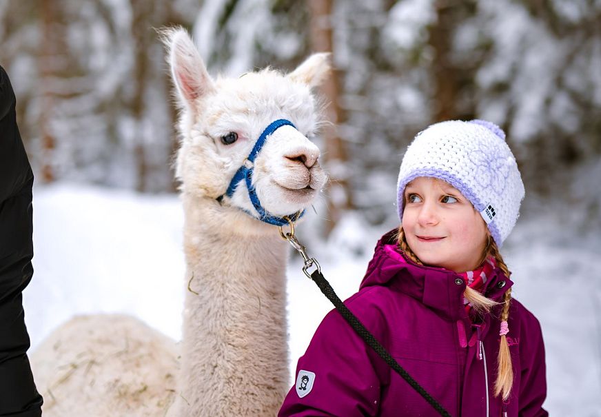 Mädchen mit lila Jacke und weißer Mütze hält Alpaka an Leine im verschneiten Wald. Alpaka-Wanderung in der Region Seefeld.