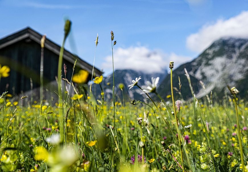 sub1-fruehling-2022-leutasch-blumen-wiese-berg-landschaft-huette-5-3