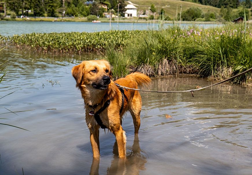 sub1-hund-am-wildsee-in-seefeld-sommer-1