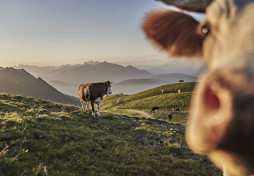 sub1-kuehe-im-morgenlicht-zum-sonnenaufgang-bei-der-rotmoosalm-im-gaistal-2